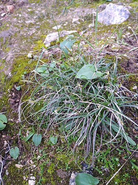 File:Carex sp., Akamas National Park, Cyprus (52333448115).jpg