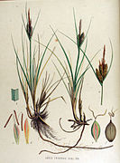 Carex trinervis — Flora Batava — Volume v15.jpg