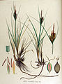 Drienervige zegge (Carex trinervis)