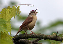 Carolina wren on Rutland Township Forest Preserve Carolina Wren (7318066894).jpg