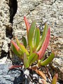 Carpobrotus edulis