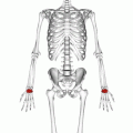 Položaj kostiju korijena šake (crvene)