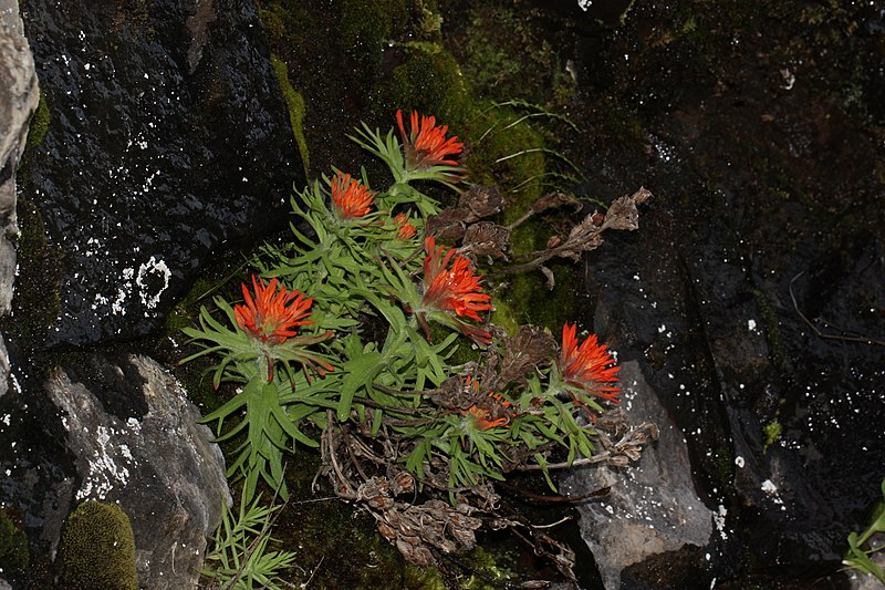 File:Castilleja rupicola 2497.JPG