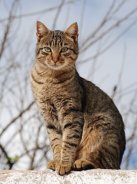 A photo of a stripey grey cat.