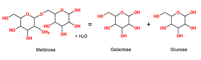 Catalización alfa-galactosidasa.png