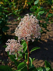 Ceanothus americanus Inflorescence