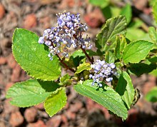 Ceanothus diversifolius 2.jpg