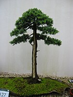 Cedar bonsai, Birmingham Botanical Gardens.jpg