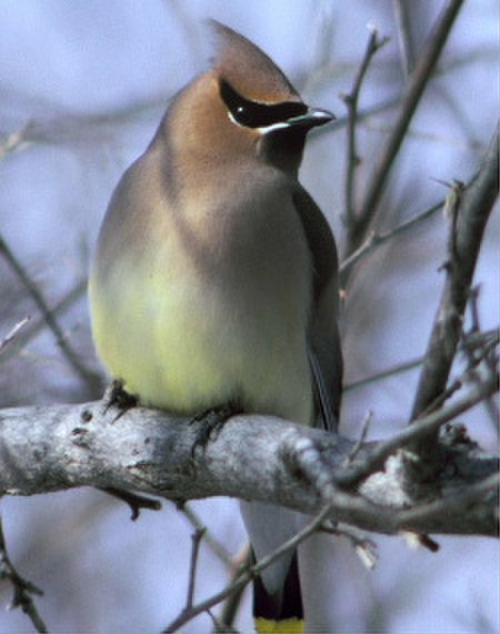 Bombycilla cedrorum