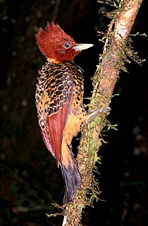 <span class="mw-page-title-main">Rufous-headed woodpecker</span> Species of bird