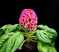 Celosia argentea var. cristata