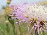 Plectocephalus americanus (= Centaurea americana)