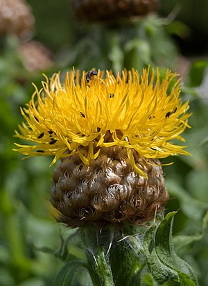 Flockenblumen: Beschreibung, Systematik und Verbreitung, Quellen