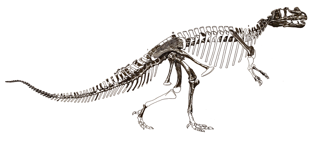 Ceratosaurus nasicornis reconstruction gilmore 1920