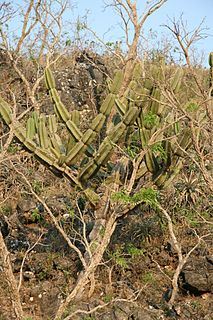 <i>Cereus lanosus</i> Species of cactus