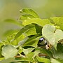 Thumbnail for File:Cerulean warbler catoctin mountain park DSC 7387-topaz-denoiseraw-sharpen.jpg