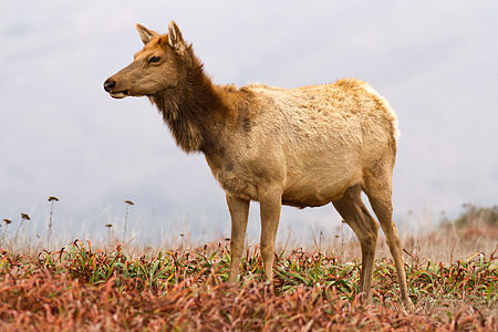 "Cervus_canadensis_nannodes_at_Tomales_Point.jpg" by User:Frank Schulenburg