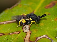 Chalcidid Wasp (Brachymeria femorata) (14312855209).jpg