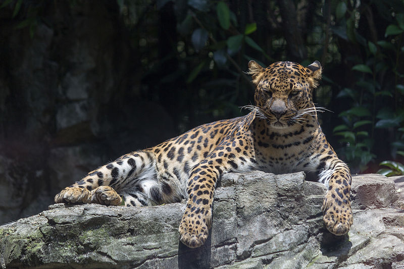 File:Chapultepec Zoo - Leopard (02).jpg