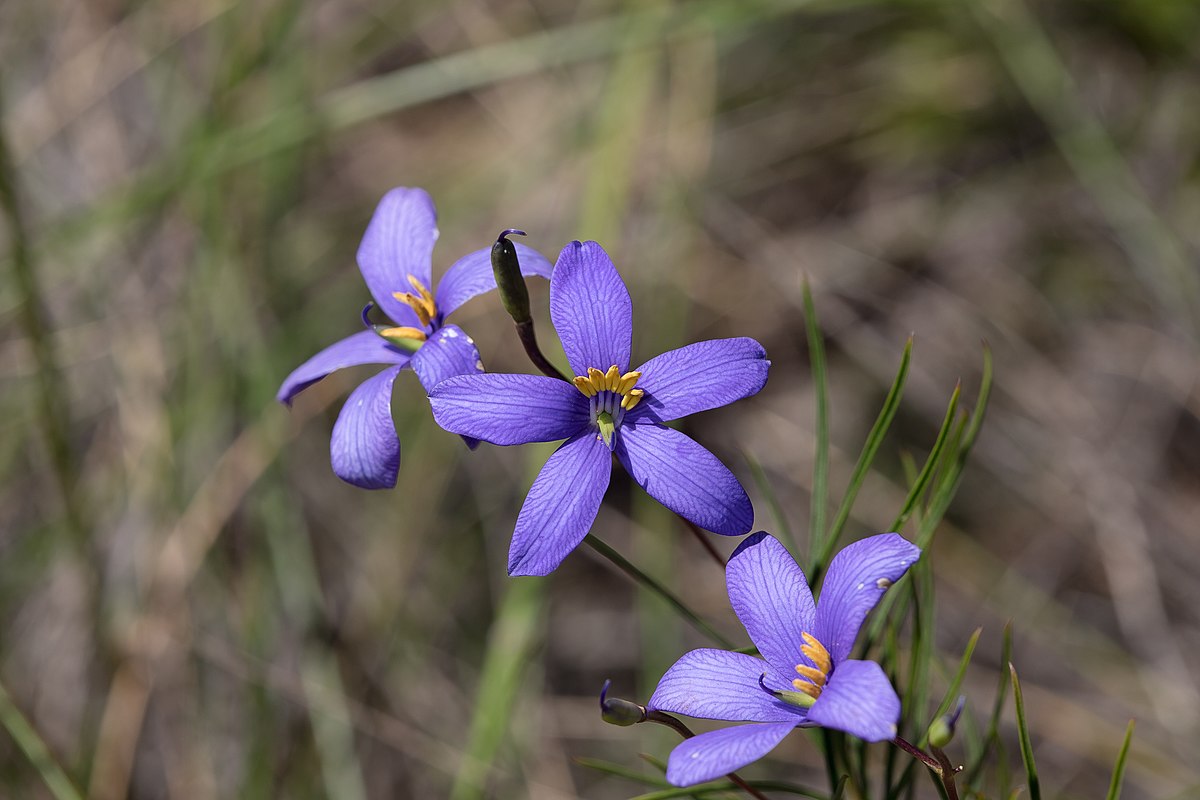 Cheiranthera alternifolia