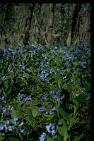 Chesapeake and Ohio Canal National Historical Park CHOH9609.jpg