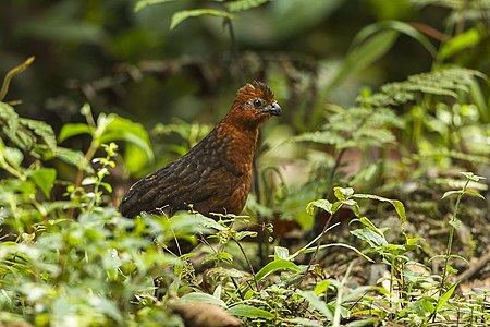 Chestnut wood quail (Odontophorus hyperythrus).jpg