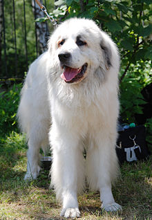 pyrenean mountain dog