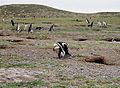 Spheniscus magellanicus kolonisi, Los Pingüinos Tabiat Anıtı'nda, Isla Magdalena, Şili'de, bu penguen türünün 60.000 örneğinden oluşan yüzen bir popülasyona sahip.[31]