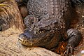 Chinese Alligator 2016.jpg
