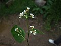 Thumbnail for Persicaria chinensis