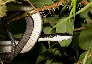 <i>Chironius grandisquamis</i> Species of snake