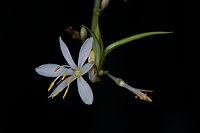 Chlorophytum_comosum