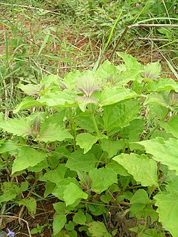 Chromolaena Odorata: Descripción, Propiedades, Toxicidad