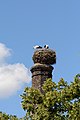 * Nomination White storks (Ciconia ciconia) on a chimney in Horn, Lower Austria --Uoaei1 05:29, 16 February 2021 (UTC) * Promotion  Support Good quality -- Johann Jaritz 05:30, 16 February 2021 (UTC)