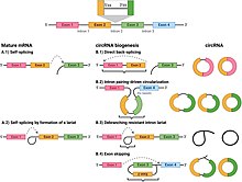 Circular RNA Biogenesis.jpg