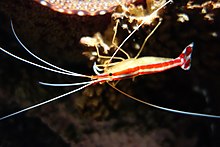 crevettes Cleaner - Monterey Bay Aquarium - DSC07218.JPG