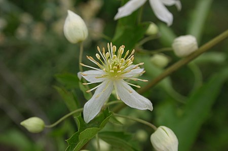 Clematis_brachiata