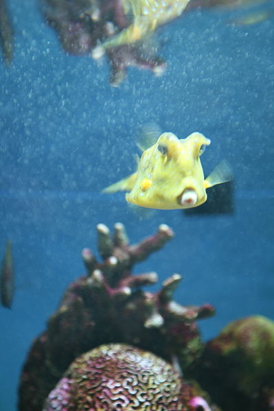 File:Clown triggerfish (Balistoides conspicillum) (2864611656).jpg