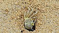 Coco Beach Crab.jpg