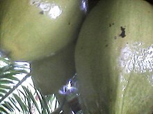 [1] Kokosnüsse am Baum