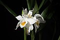 Coelogyne mooreana