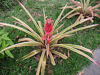 Ananas comosus var variegatus