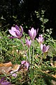 * Nomination Colchicum autumnale on a meadow/forest margin, Beroun district, Czechia --Nefronus 14:31, 25 September 2021 (UTC) * Promotion  Support Good quality. --Halavar 15:49, 25 September 2021 (UTC)