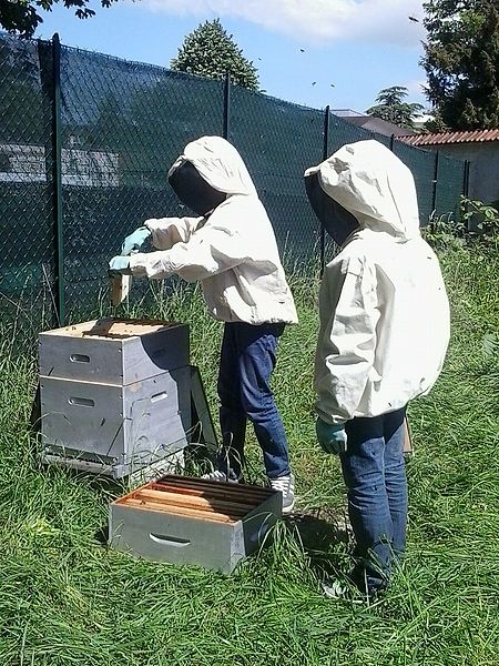 File:Collegiens participant a l atelier d apiculture.jpg