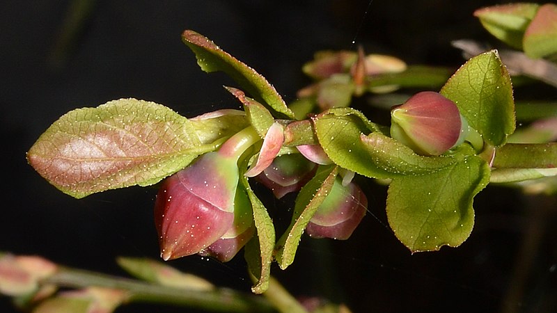 File:Common Bilberry (Vaccinium myrtillus) - Oslo, Norway 2021-05-20 (02).jpg