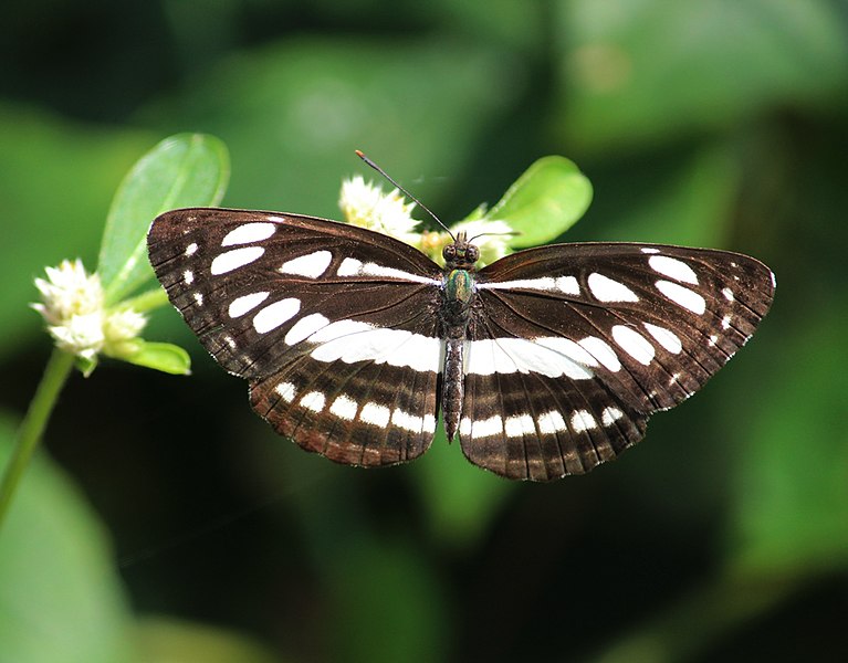 File:Common Sailer (Neptis hylas) (39109840621).jpg