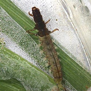 <i>Hydropsyche betteni</i> Species of insect in North America