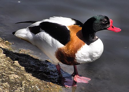 Common shelduck arp.jpg