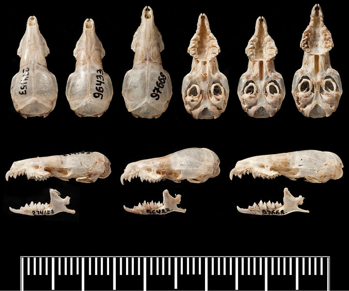 File:Comparison of Crocidura crania - ZooKeys-313-100-g003.jpeg