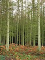 Conifers on Hopcott Common - geograph.org.uk - 1627860.jpg